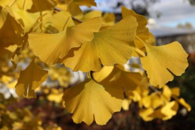 Ginkgo biloba 'Pragensis'- jinan dvoulaločný 'Pragensis'- listy podzim